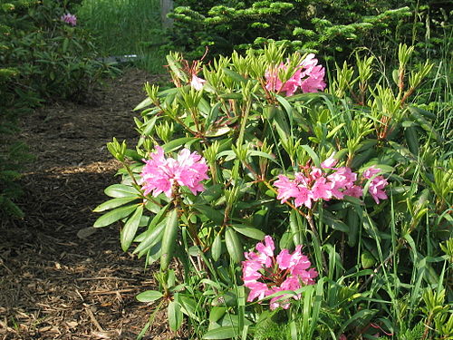 Rhododendron catawbiense